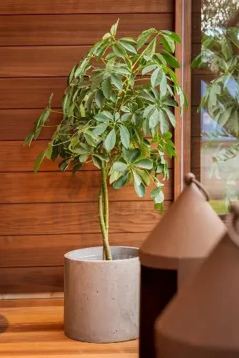 Kirami FinVision® - lounge M Misty - bello come un fiore!